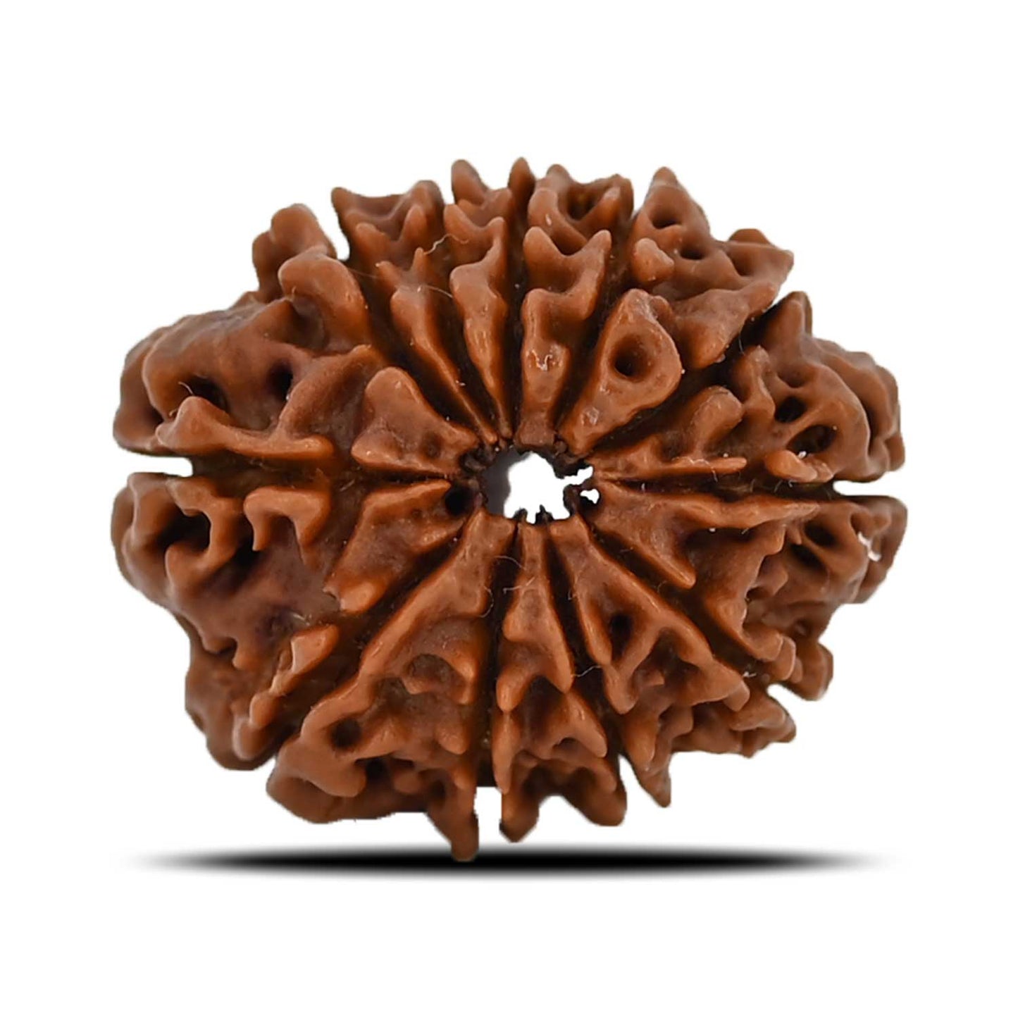 11 Mukhi Rudraksha (Nepal) 22.13 MM