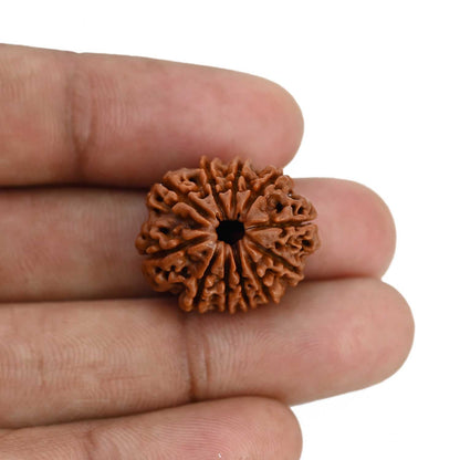 11 Mukhi Rudraksha (Nepal) 22.13 MM