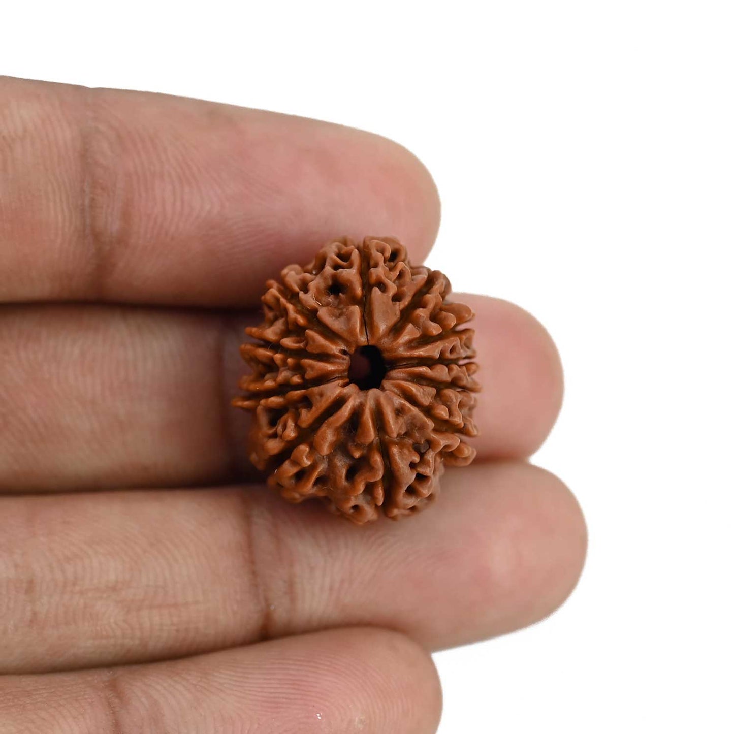 11 Mukhi Rudraksha (Nepal) 22.13 MM