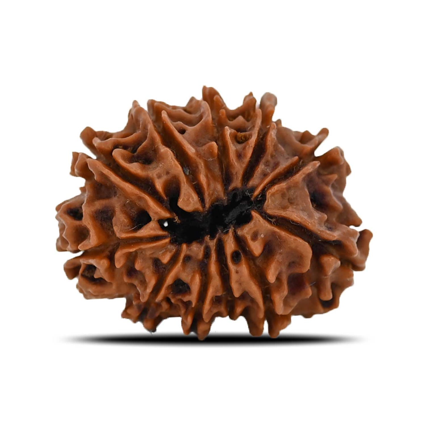 11 Mukhi Rudraksha (Nepal) 23.78 MM