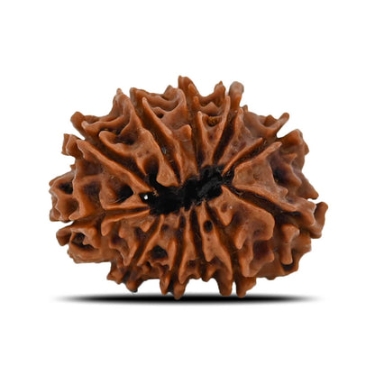 11 Mukhi Rudraksha (Nepal) 23.78 MM