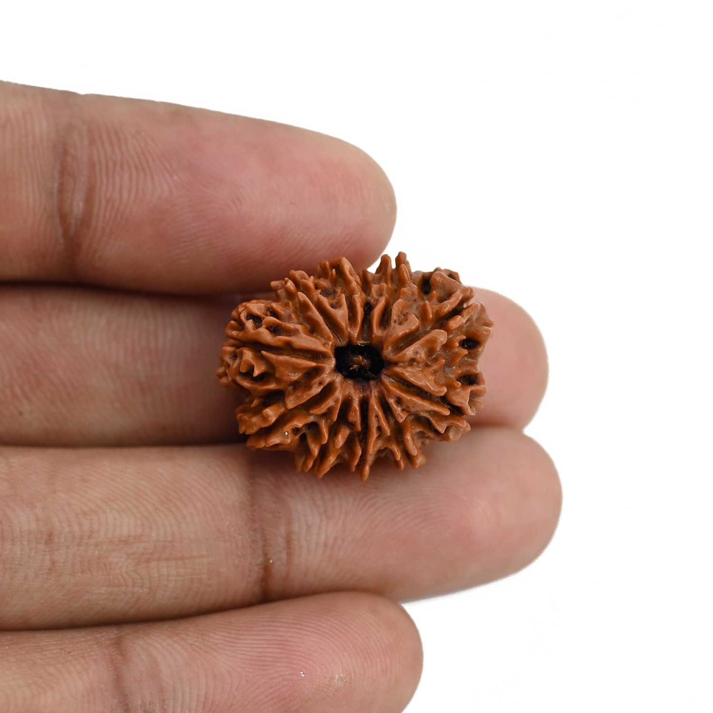 11 Mukhi Rudraksha (Nepal) 23.78 MM