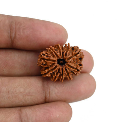 11 Mukhi Rudraksha (Nepal) 23.78 MM