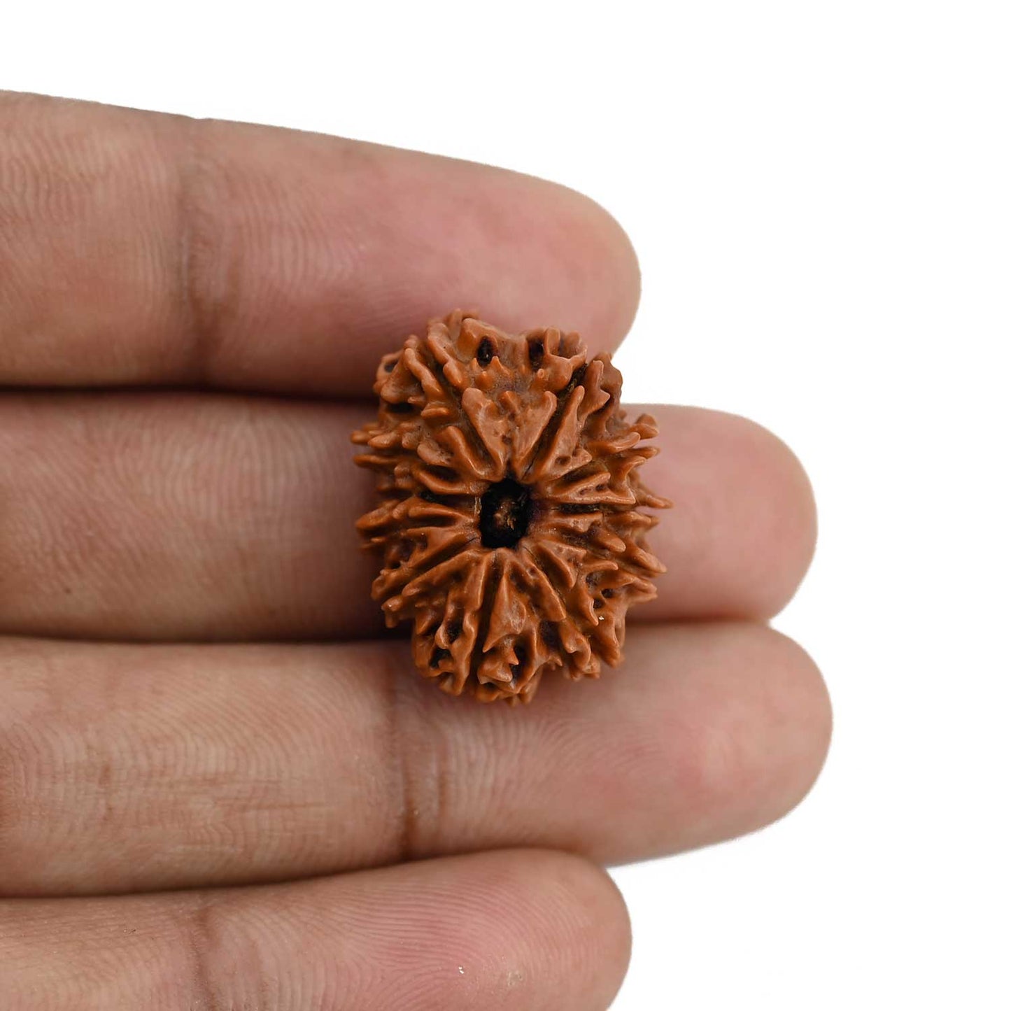 11 Mukhi Rudraksha (Nepal) 23.78 MM