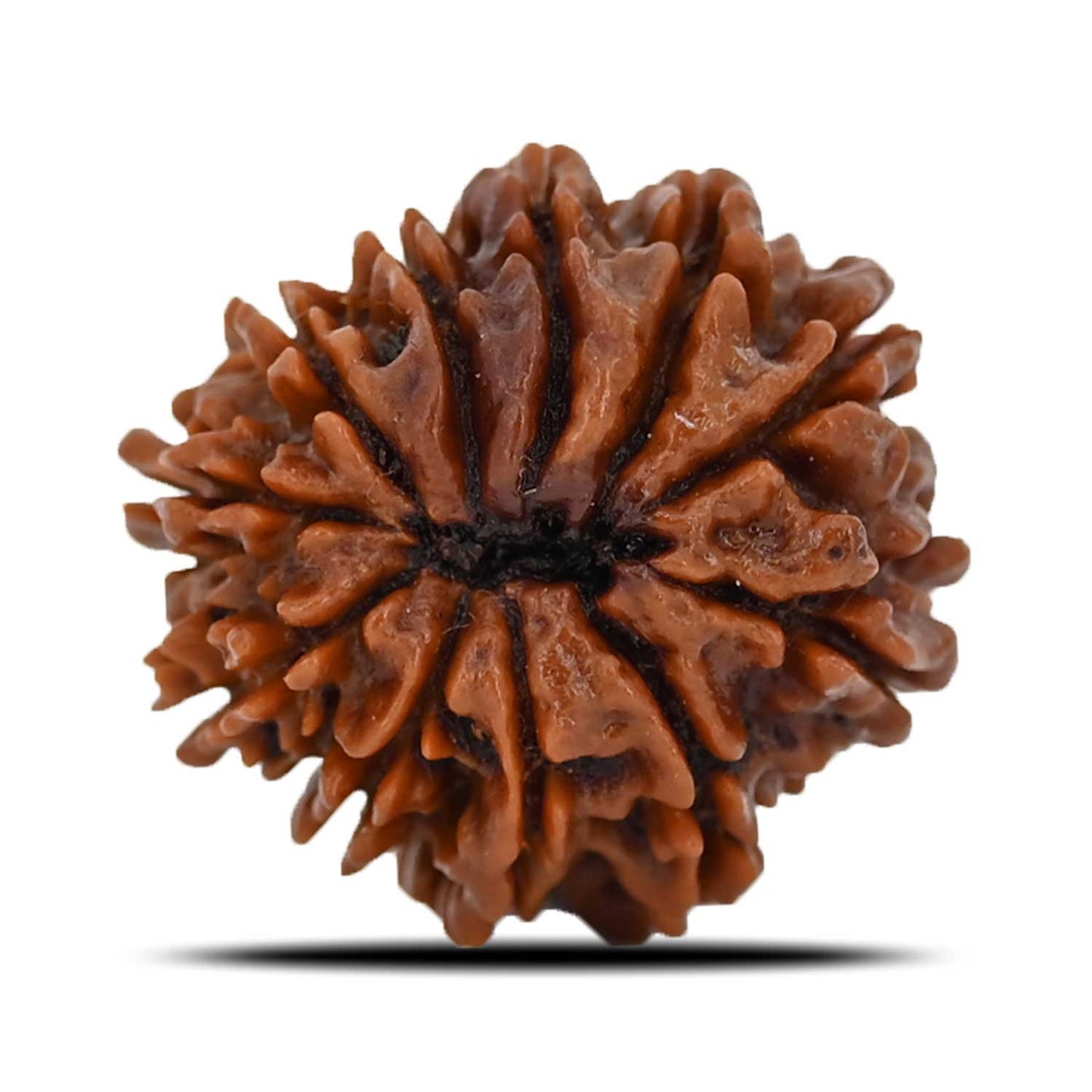11 Mukhi Rudraksha (Nepal) 23.42 MM