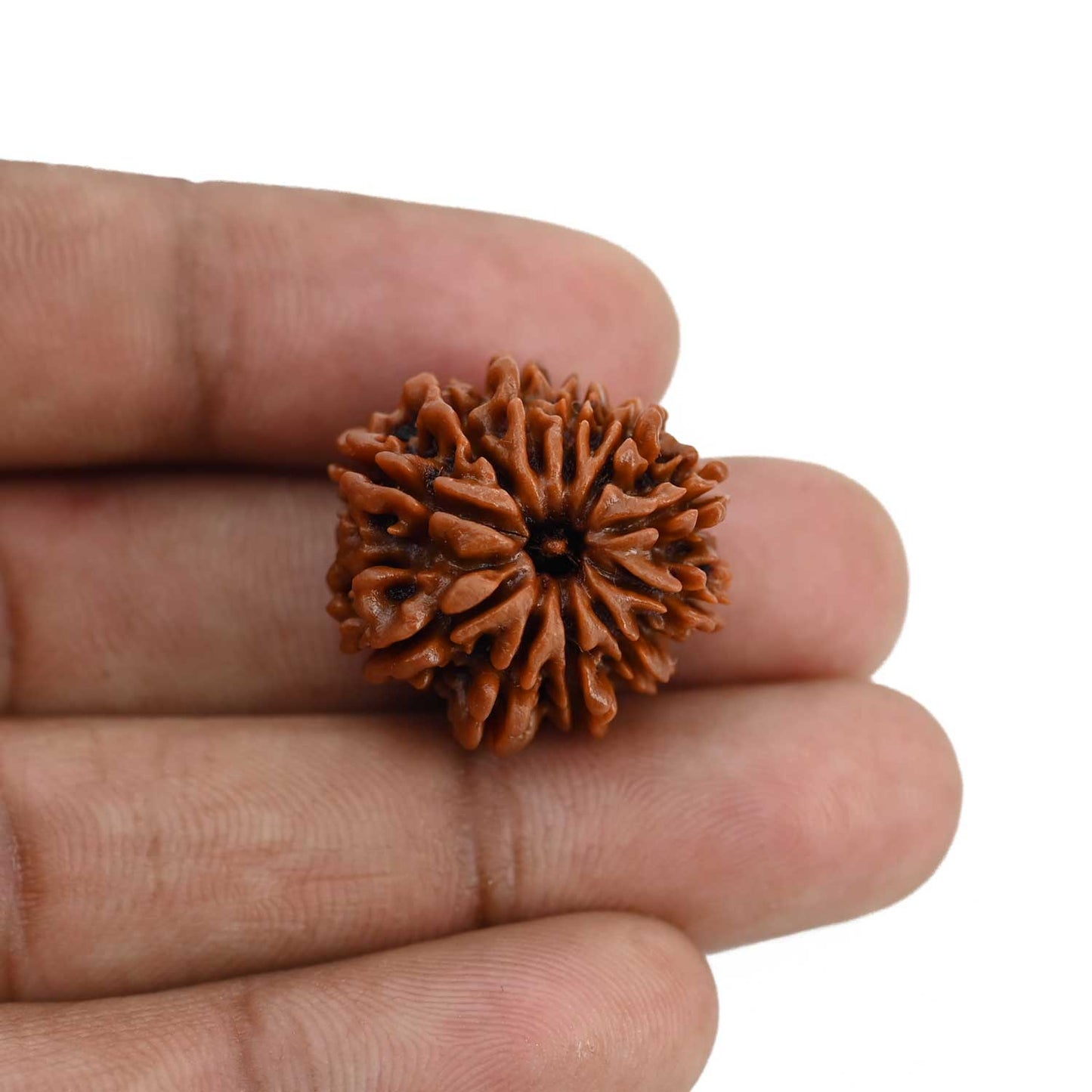 11 Mukhi Rudraksha (Nepal) 23.42 MM