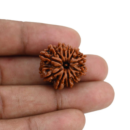 11 Mukhi Rudraksha (Nepal) 23.42 MM