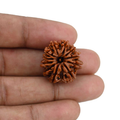 11 Mukhi Rudraksha (Nepal) 23.42 MM