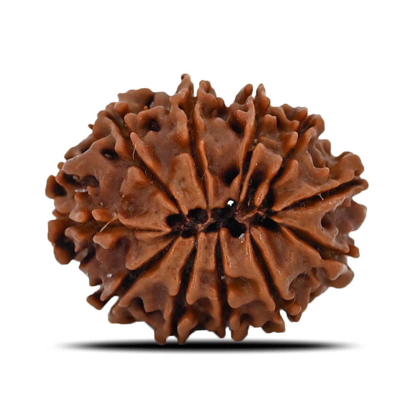 11 Mukhi Rudraksha (Nepal) 23.08 MM