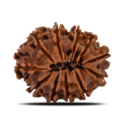 11 Mukhi Rudraksha (Nepal) 23.08 MM