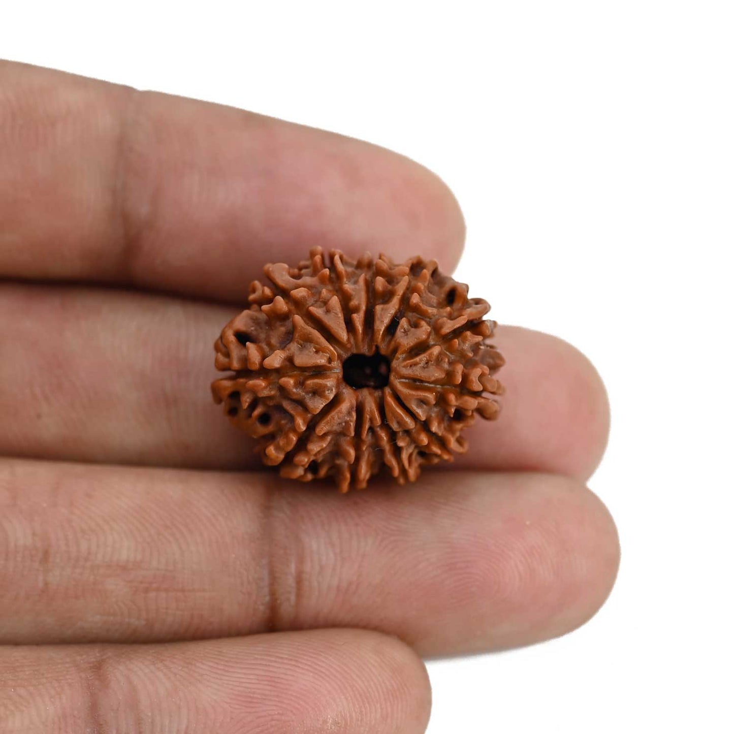 11 Mukhi Rudraksha (Nepal) 23.08 MM