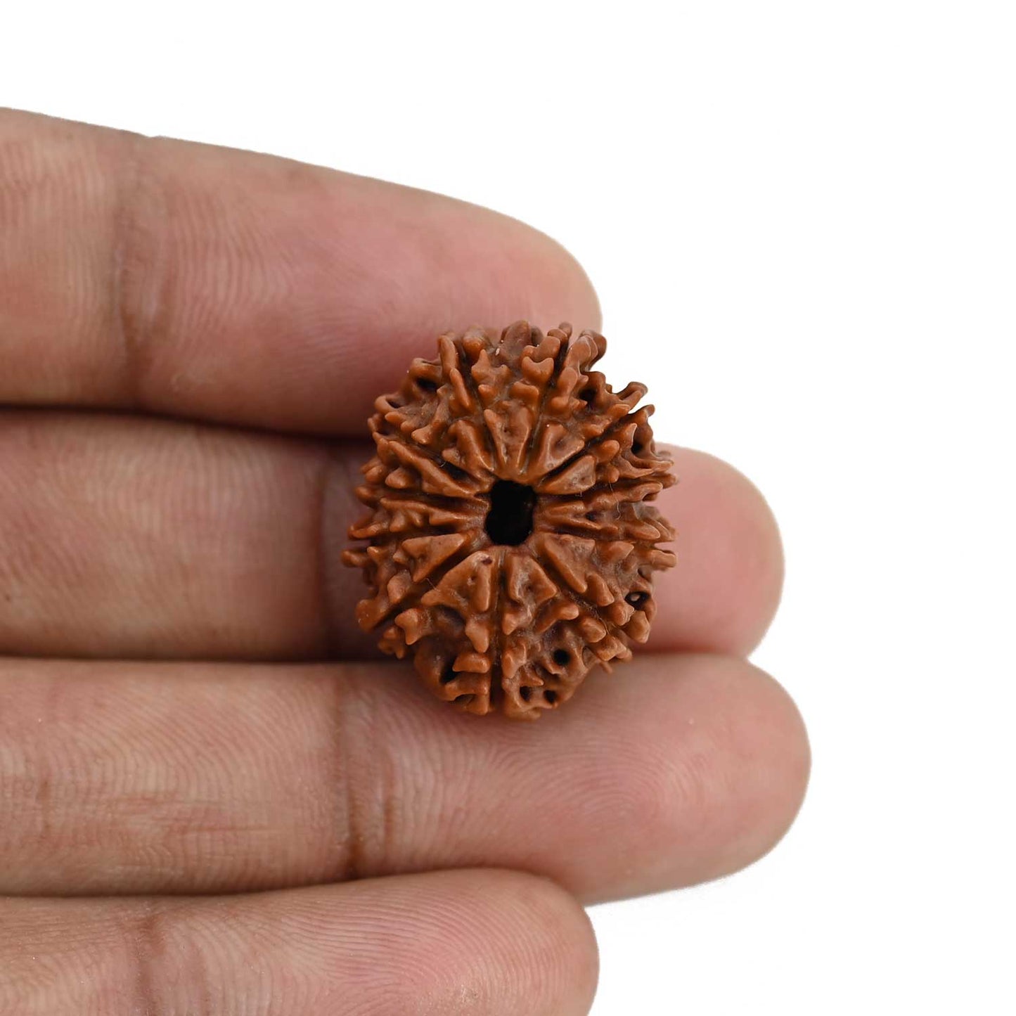 11 Mukhi Rudraksha (Nepal) 23.08 MM