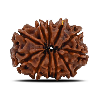 11 Mukhi Rudraksha (Nepal) 23.59 MM