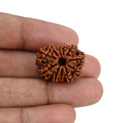 11 Mukhi Rudraksha (Nepal) 23.59 MM