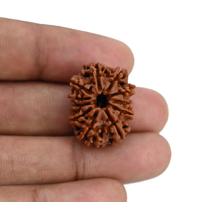 11 Mukhi Rudraksha (Nepal) 23.59 MM