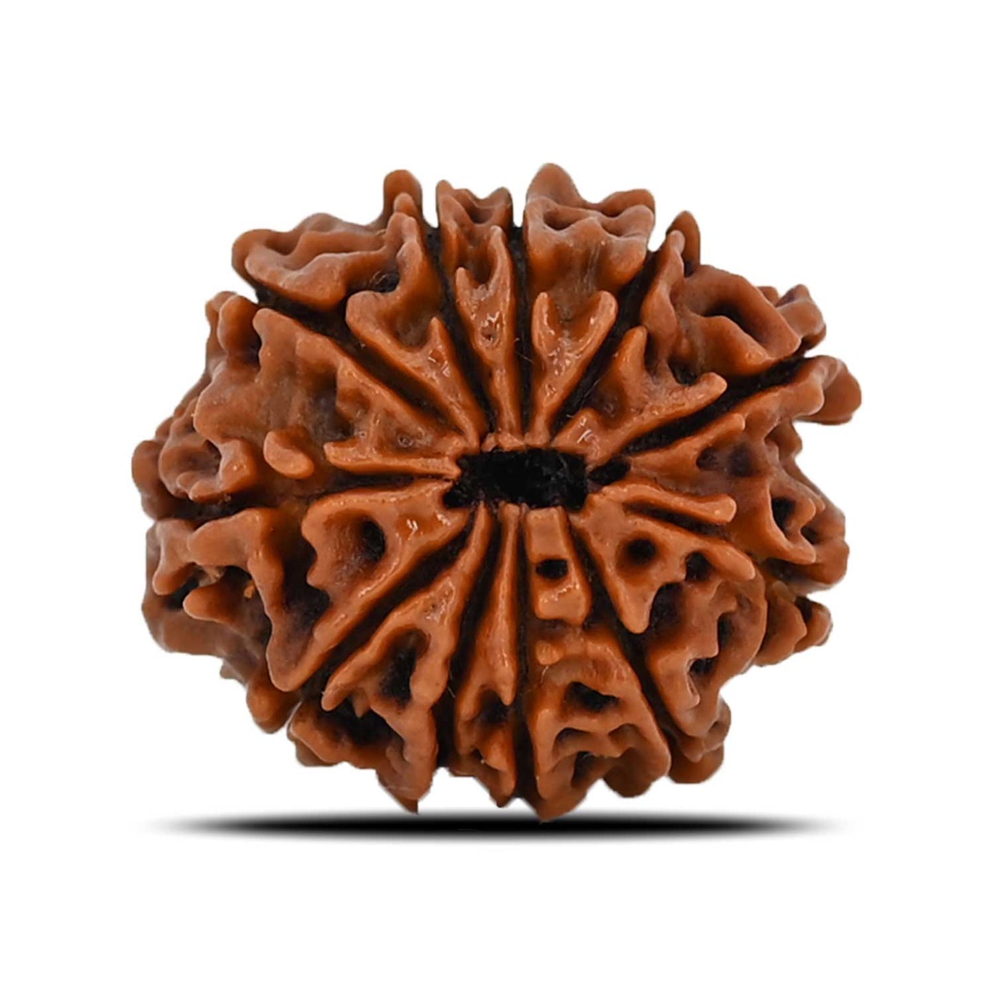11 Mukhi Rudraksha (Nepal) 22.58 MM