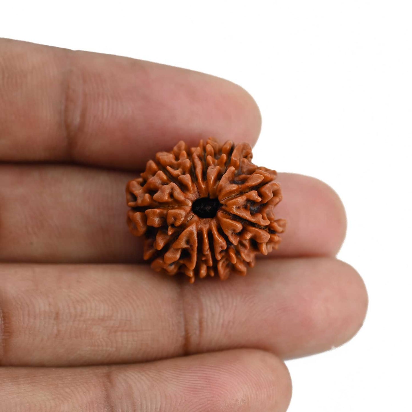 11 Mukhi Rudraksha (Nepal) 22.58 MM