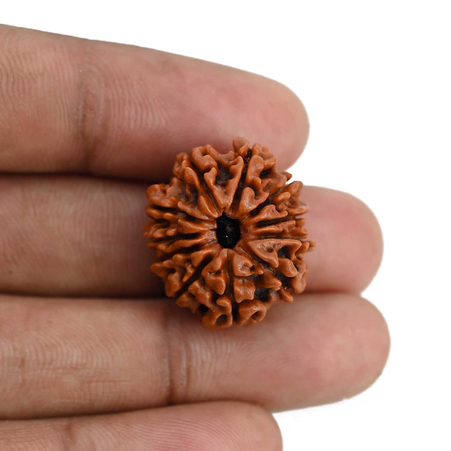 11 Mukhi Rudraksha (Nepal) 22.58 MM