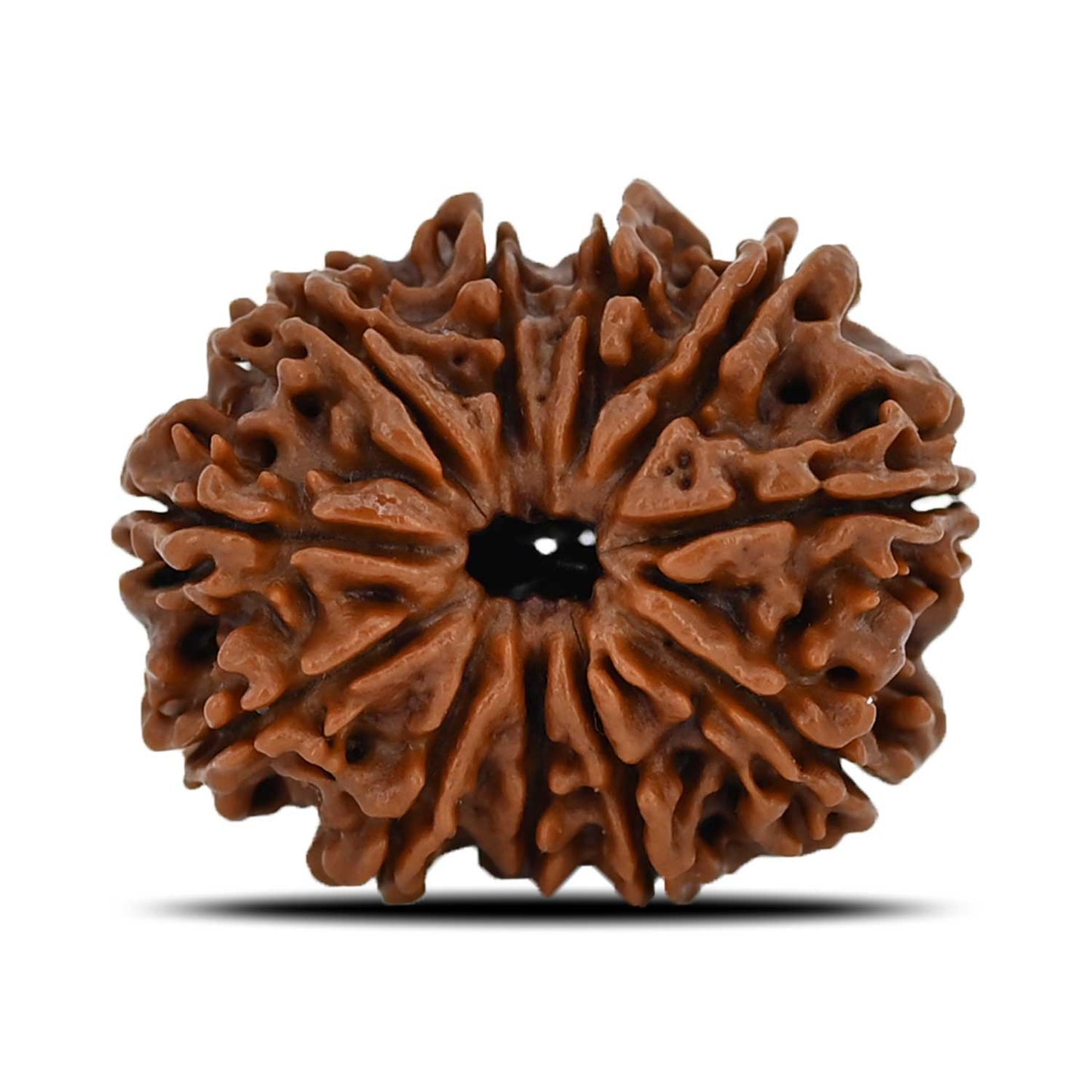11 Mukhi Rudraksha (Nepal) 24.87 MM