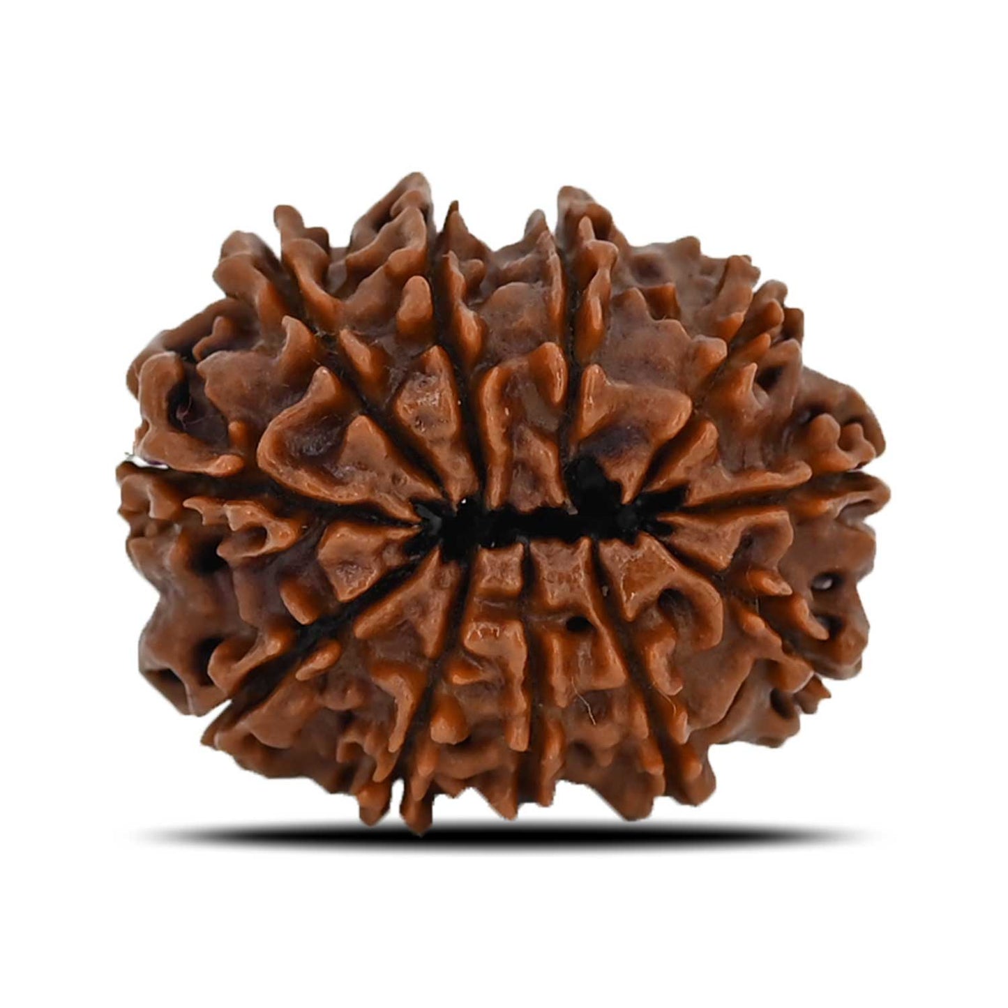 11 Mukhi Rudraksha (Nepal) 24.87 MM