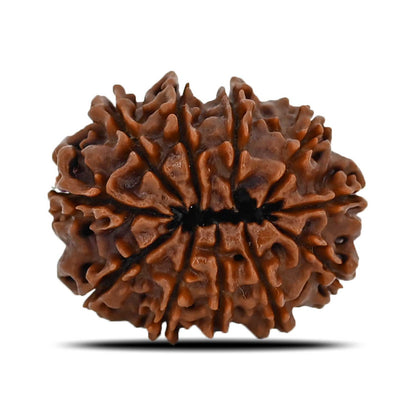 11 Mukhi Rudraksha (Nepal) 24.87 MM