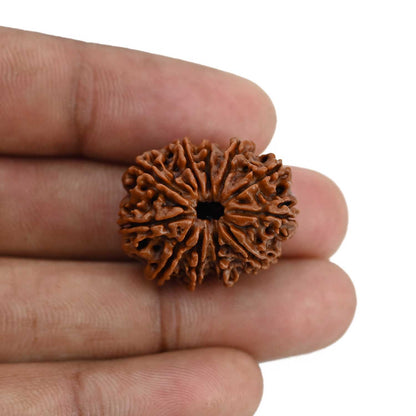 11 Mukhi Rudraksha (Nepal) 24.87 MM