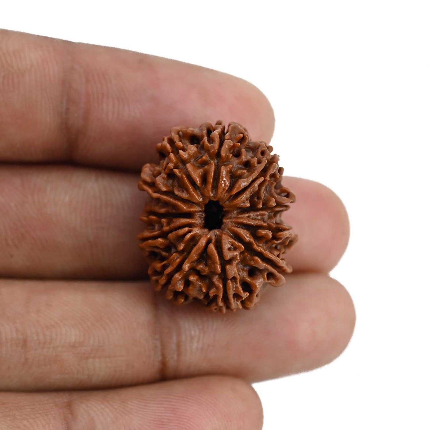 11 Mukhi Rudraksha (Nepal) 24.87 MM