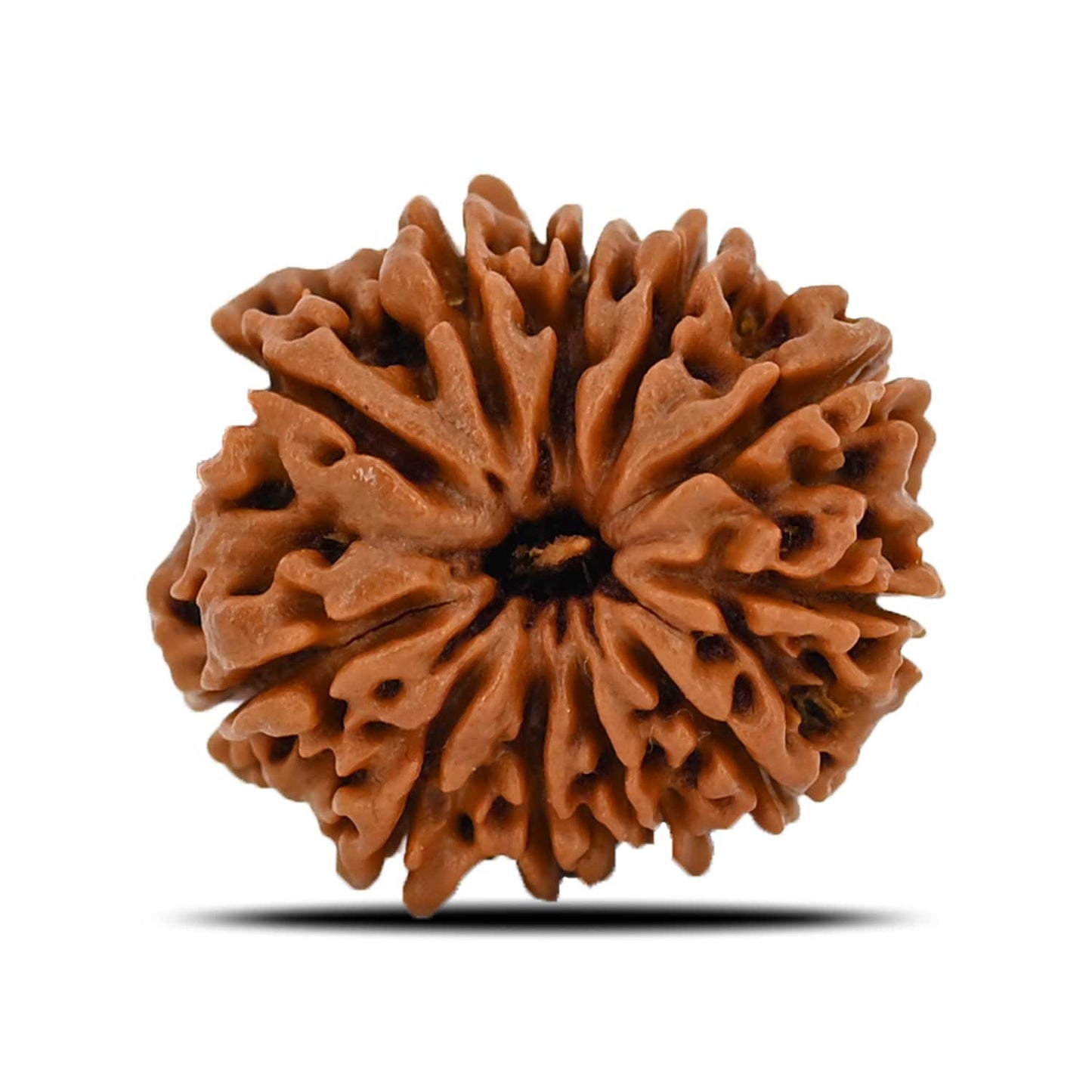 11 Mukhi Rudraksha (Nepal) 22.98 MM