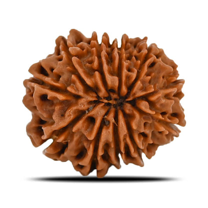 11 Mukhi Rudraksha (Nepal) 22.98 MM