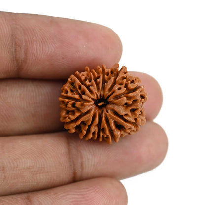 11 Mukhi Rudraksha (Nepal) 22.98 MM