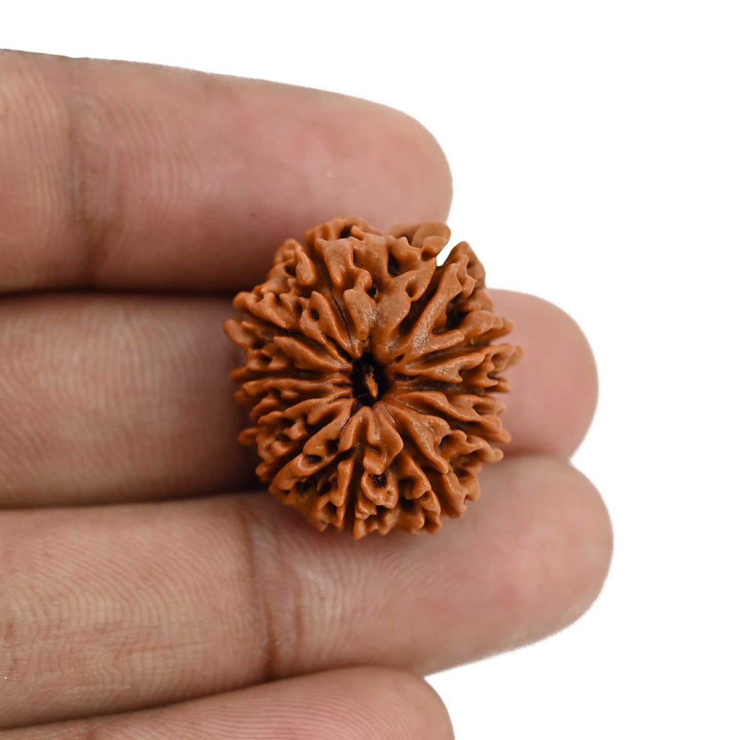 11 Mukhi Rudraksha (Nepal) 22.98 MM