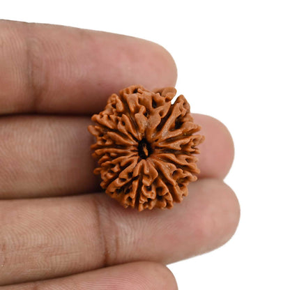 11 Mukhi Rudraksha (Nepal) 22.98 MM