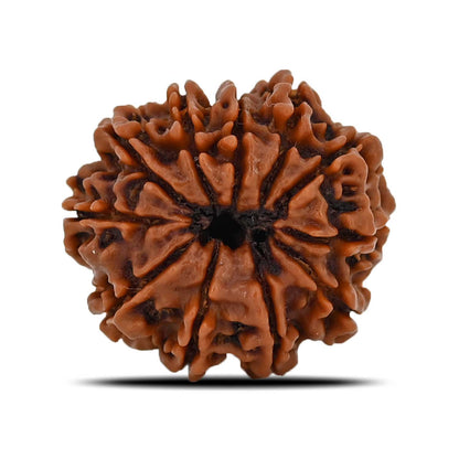 11 Mukhi Rudraksha (Nepal) 22.74 MM