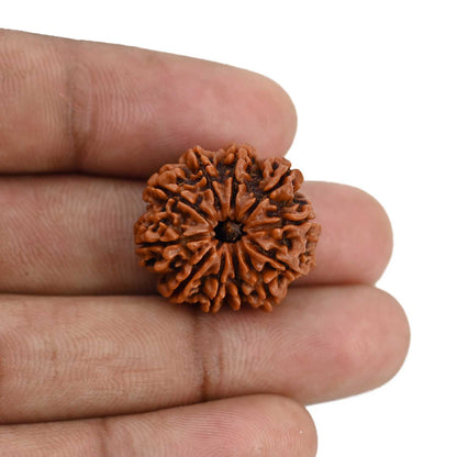 11 Mukhi Rudraksha (Nepal) 22.74 MM