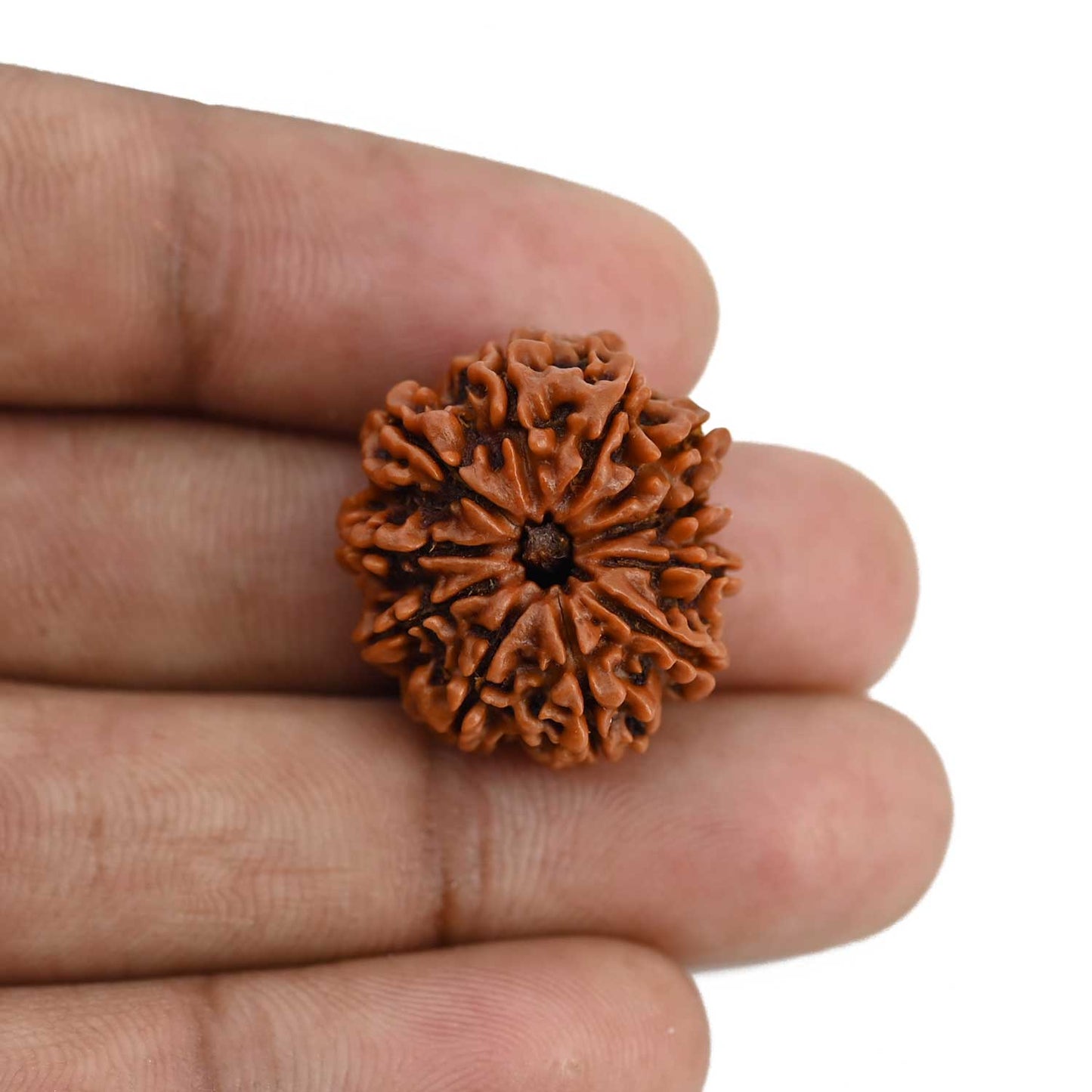 11 Mukhi Rudraksha (Nepal) 22.74 MM