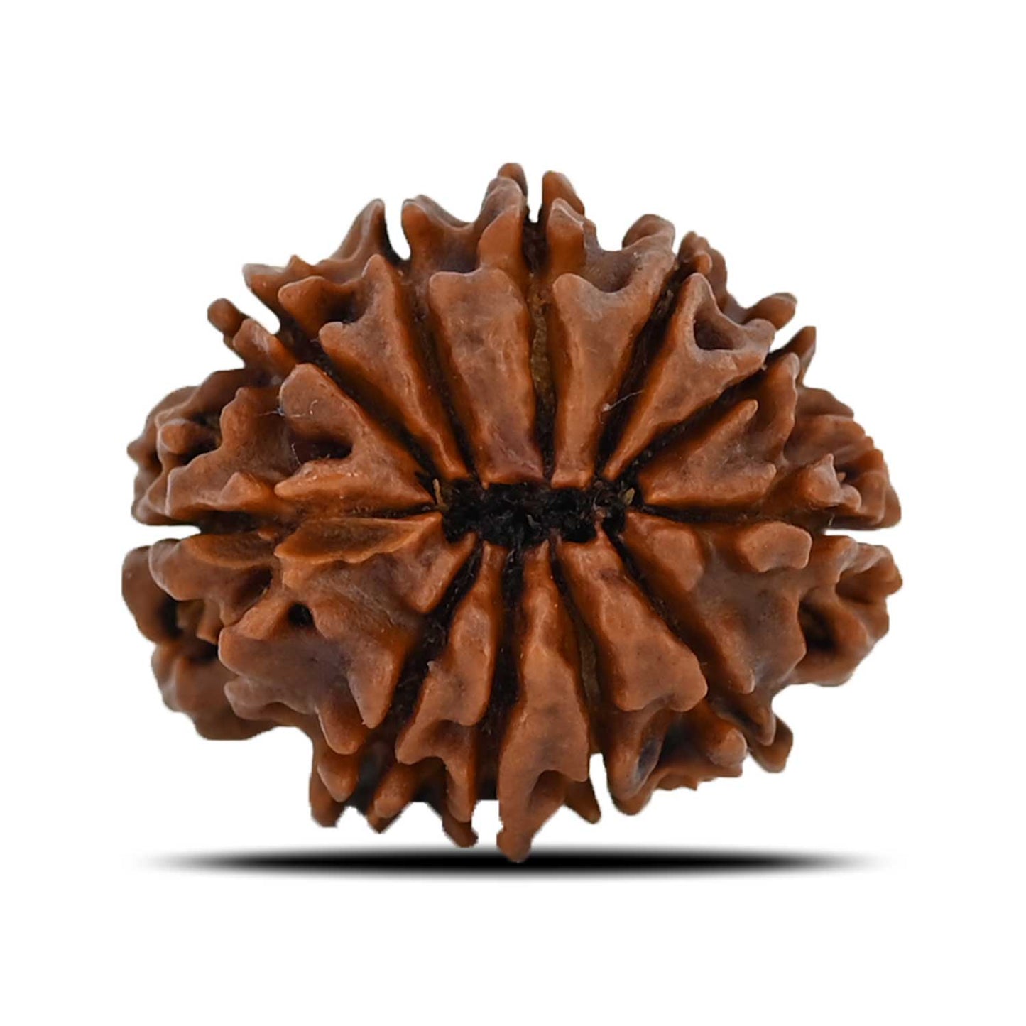 11 Mukhi Rudraksha (Nepal) 22.98 MM