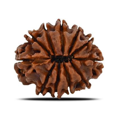 11 Mukhi Rudraksha (Nepal) 22.98 MM