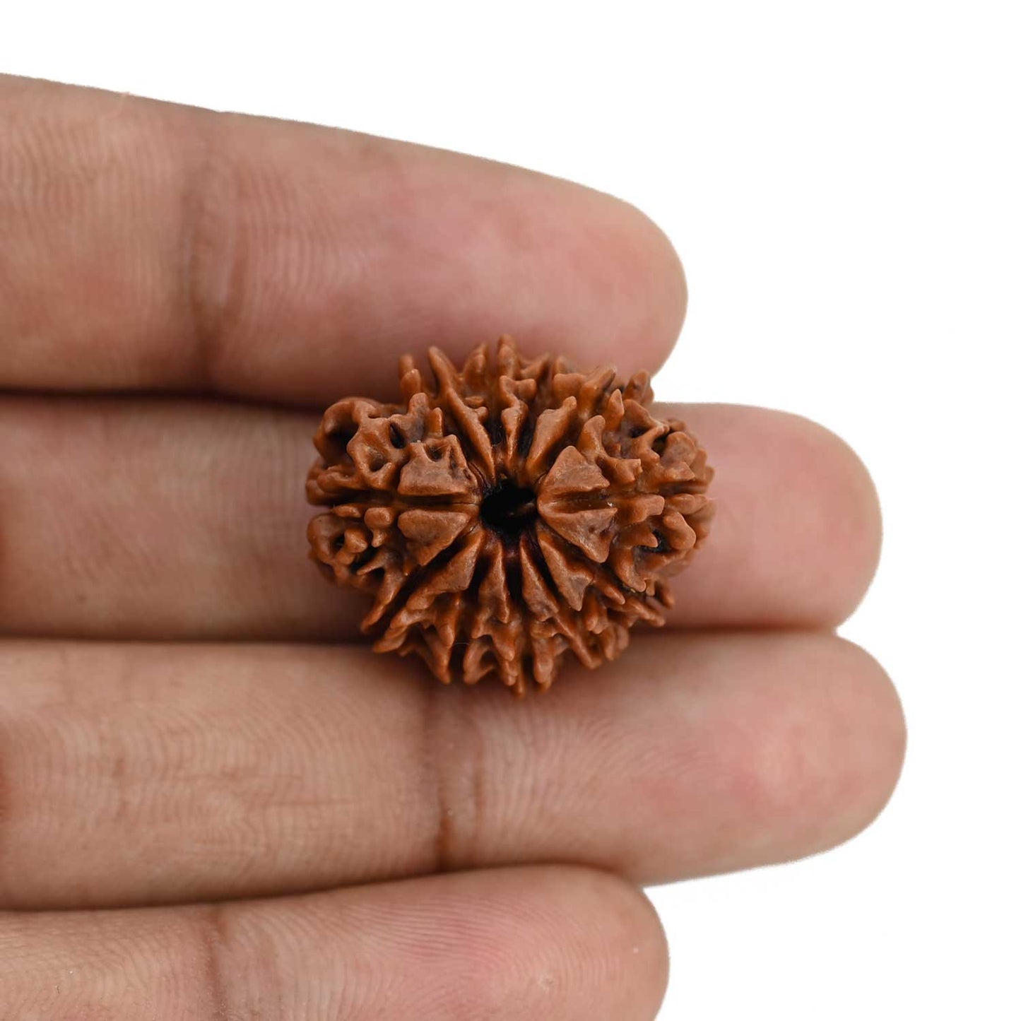 11 Mukhi Rudraksha (Nepal) 22.98 MM