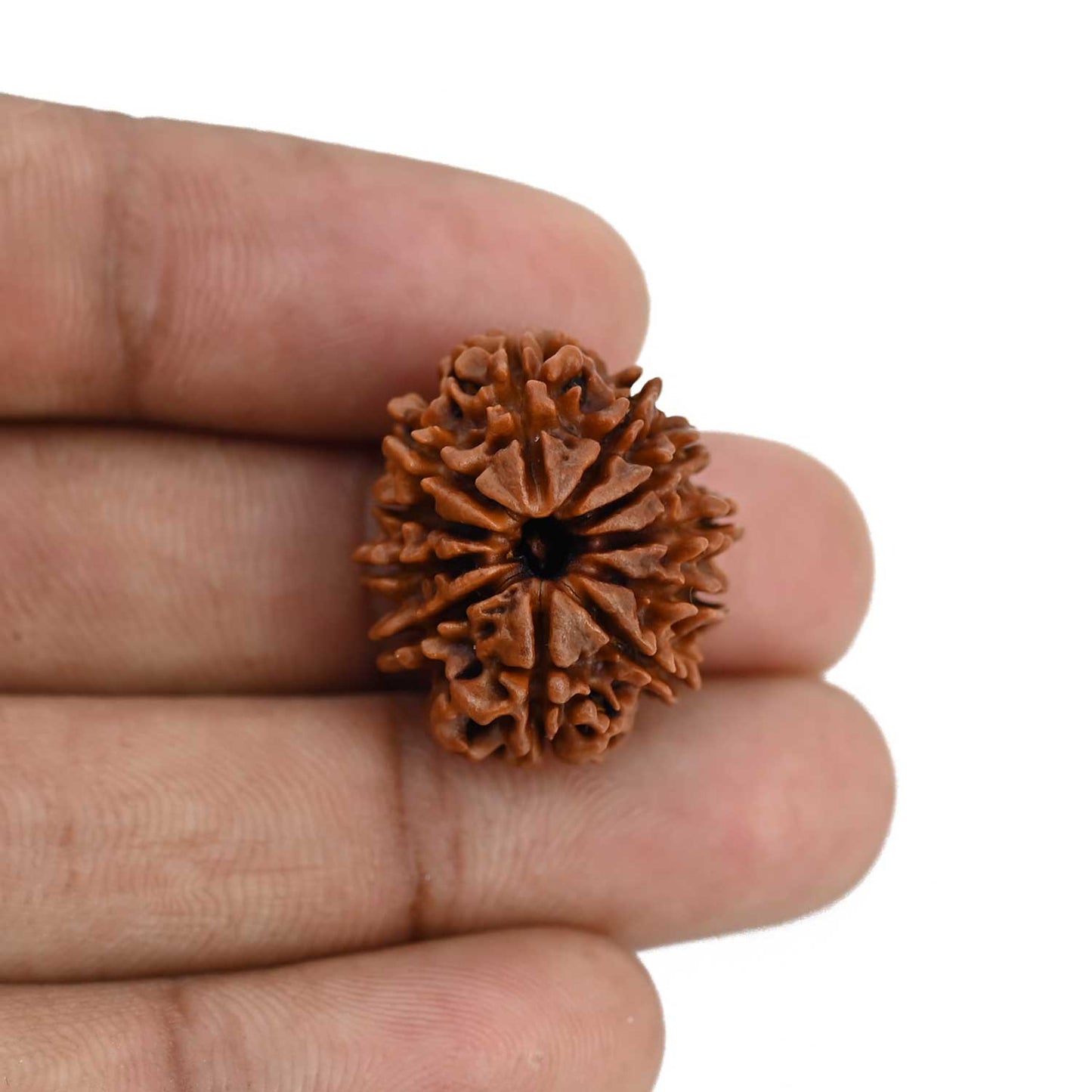 11 Mukhi Rudraksha (Nepal) 22.98 MM
