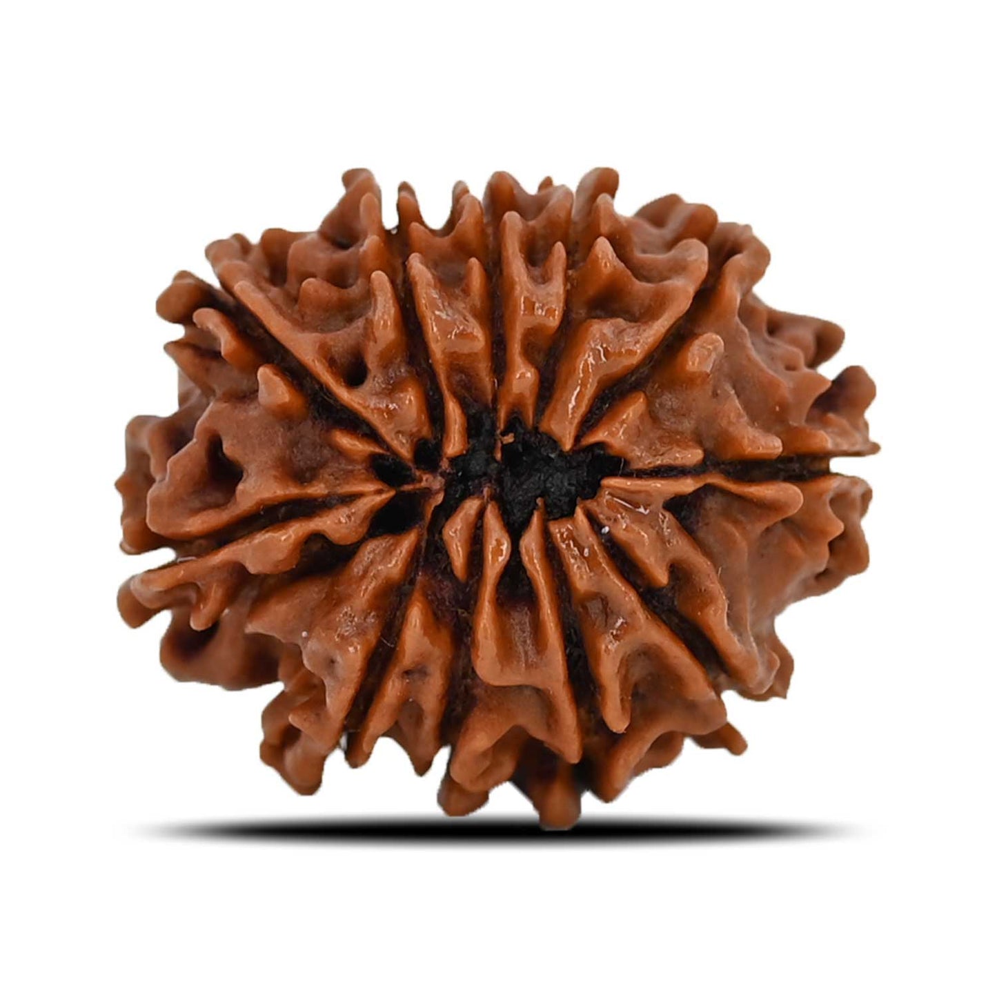 11 Mukhi Rudraksha (Nepal) 24.55 MM
