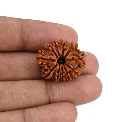 11 Mukhi Rudraksha (Nepal) 24.55 MM