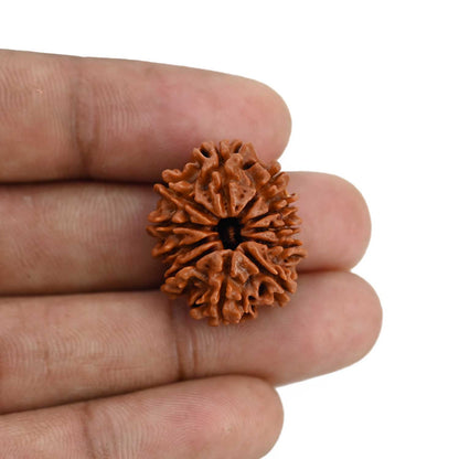 11 Mukhi Rudraksha (Nepal) 24.55 MM