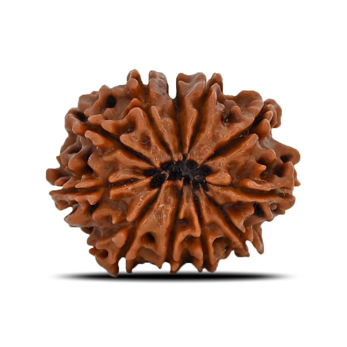 11 Mukhi Rudraksha (Nepal) 22.63 MM
