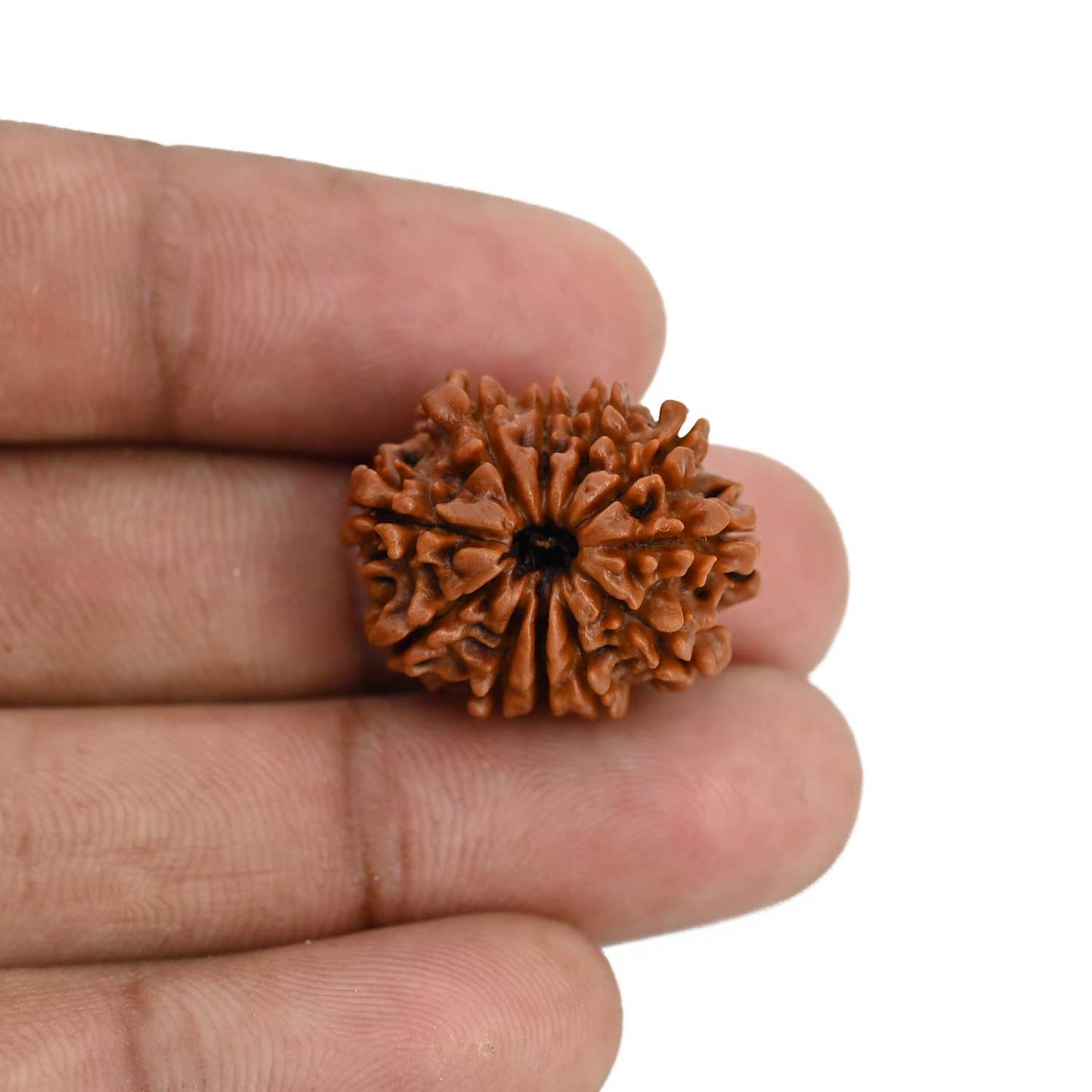 11 Mukhi Rudraksha (Nepal) 22.63 MM