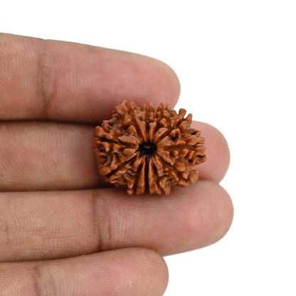 11 Mukhi Rudraksha (Nepal) 22.63 MM