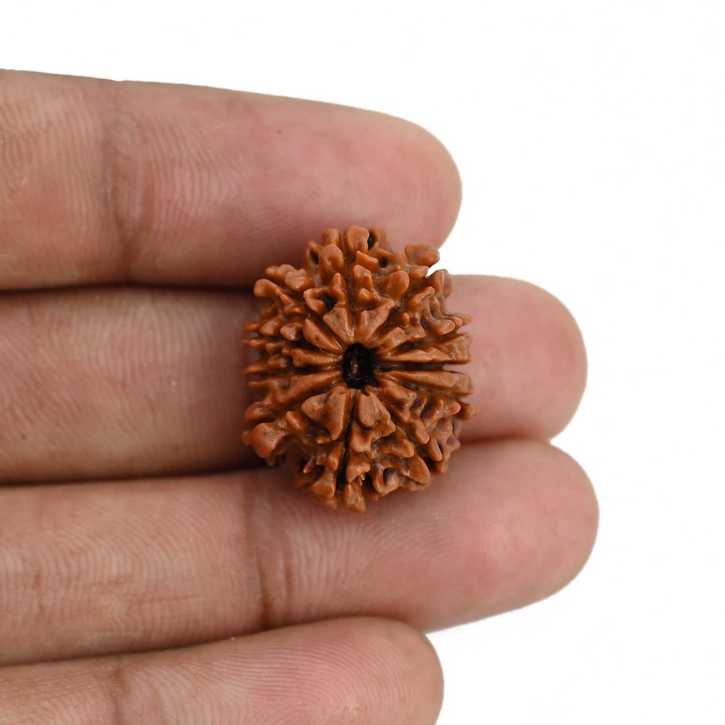 11 Mukhi Rudraksha (Nepal) 22.63 MM