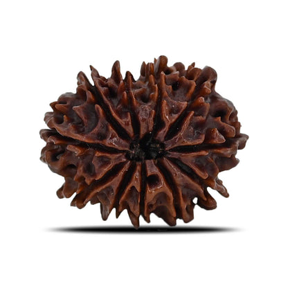 11 Mukhi Rudraksha (Nepal) 24.51 MM