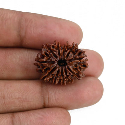 11 Mukhi Rudraksha (Nepal) 24.51 MM