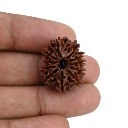 11 Mukhi Rudraksha (Nepal) 24.51 MM