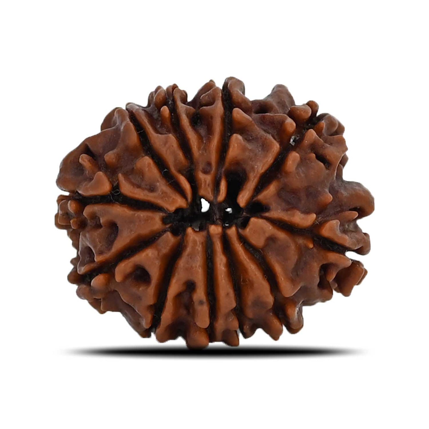 11 Mukhi Rudraksha (Nepal) 23.44 MM
